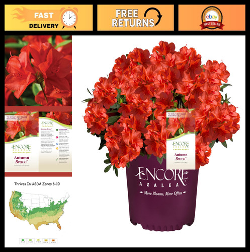 Vibrant blazing red encore - blazing,