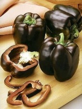 PEPE CIOCCOLATO 20 SEMI