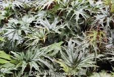 Begonia sikkimensis U614 °