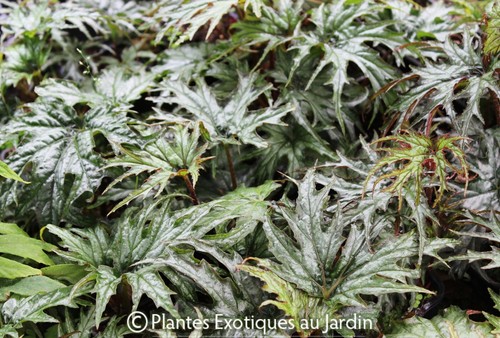 Begonia sikkimensis u614 - begonia, °