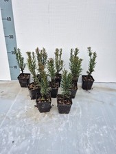 10 Piante di Taxus x media