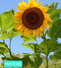 GIRASOLE GIGANTE - SUNFLOWER -