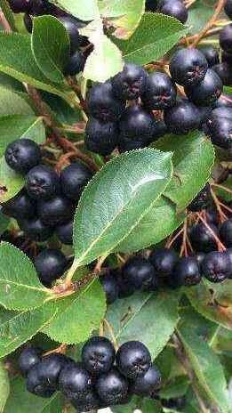 Pianta aronia nera - pianta,