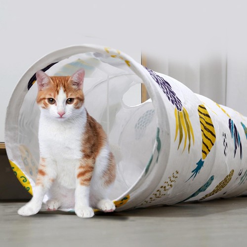 Cat tunnel agility - cat, training