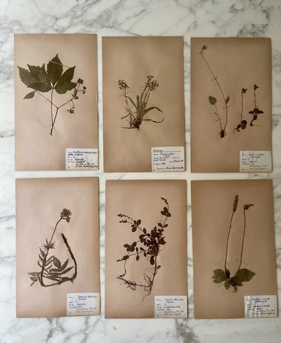 Set rare vintage - 6,