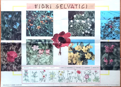 Fiori selvatici tavola - -,