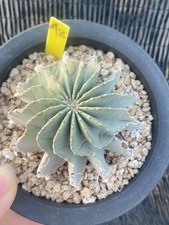 Pianta di cactus succulenta Geohintonia Mexicana Cactaceae giardino WYSIWYG coltivazione semi