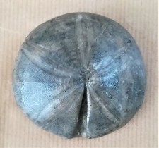 Riccio Fossile CLYPEUS PLOTII con espositore fluttuante Giurassico Inf., Francia