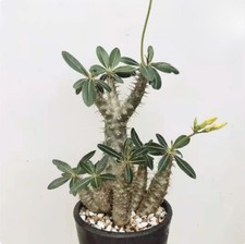 Pianta di cactus succulenta