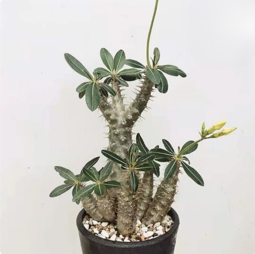 Pianta cactus succulenta - cactus,