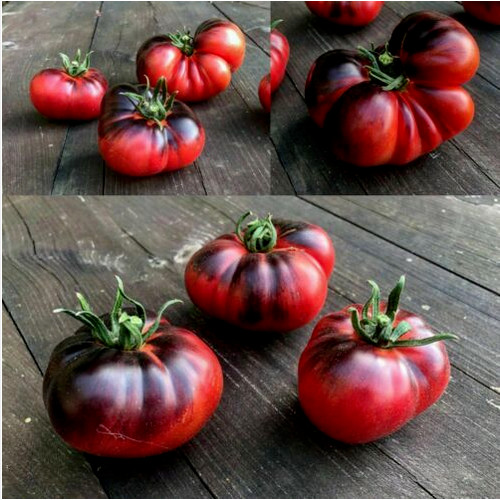 Pomodoro indigo blue - pomodoro, beauty