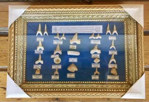 Quadro denti vertebre - quadro,