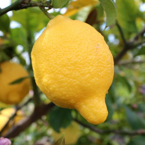 Pianta limone rocca - di,