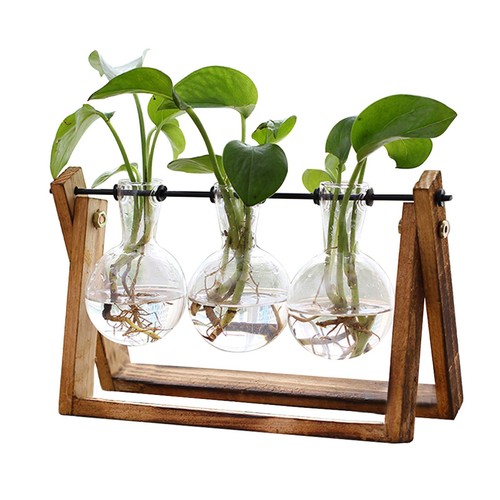 Terrario per piante con - per,