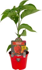 Peperoncino piccante carolina