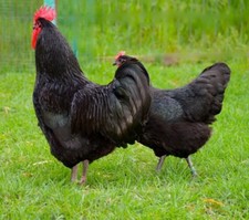 Uova fertili della MIGLIORE gallina ovaiola AUSTRALORP PURA RAZZA A