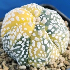 Astrophytum V-TYPE variegat