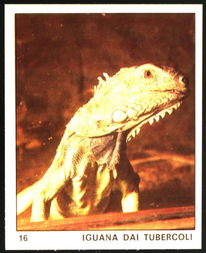 Mondo degli animali - degli,