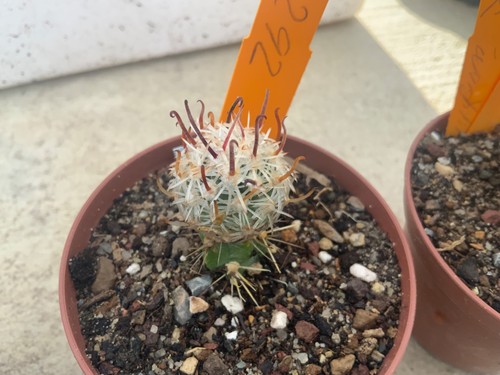 292 sclerocactus pubispinus - pubispinus, gh