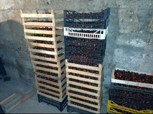 Castagne marroni dei - 5,