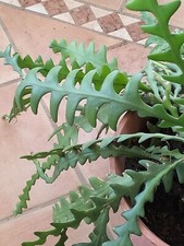 Selenicereus Anthonyanus + Un Regalo