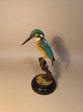 Taxidermy, Cabinet De Curiosites, Birds: Martin Pescatore Comune 