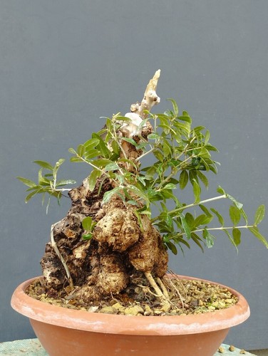 Bonsai olivastro 30x20cm - 30x20cm, in