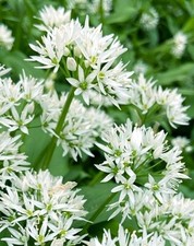 50 Semi Aglio Orsino Allium