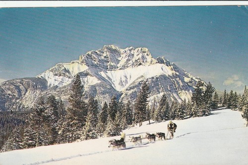 Cartolina ricordo alaskan cane - cartolina,