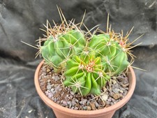 FEROCACTUS ECHIDNE V