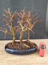 bonsai  olmo corticosa   h 25