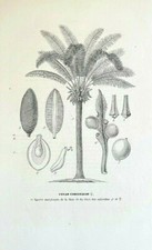 CYCAD- Cycas Circinalis, RARE