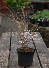 Ciliegio del fuji - vaso, da