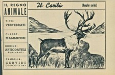 R@R@ FIGURINA DEL REGNO