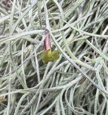 Tillandsia usneoides -  -
