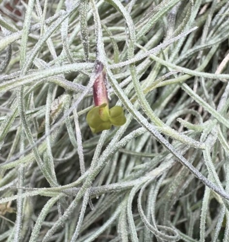 Tillandsia usneoides - -,