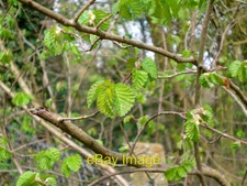 Photo 6x4 Elm foliage growing