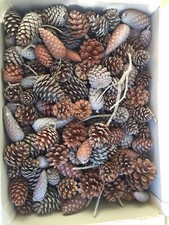 Pigne Naturali di varie Dimensioni, Confezione Da 2 Kg./ Decorazioni di Natale