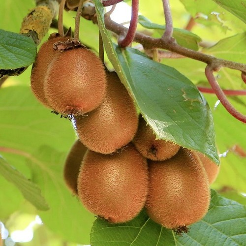 Actinidia jenny produce - 2l,