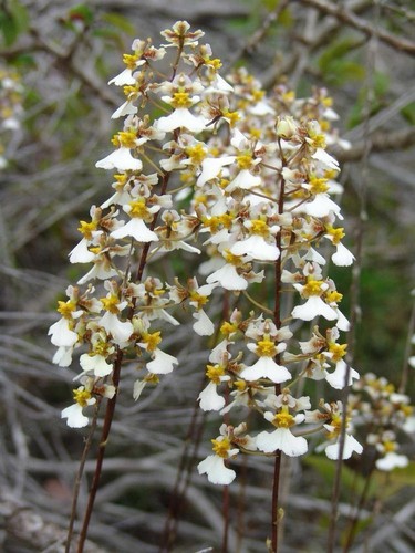 Tolumnia bahamensis rare - tolumnia, bahamensis,