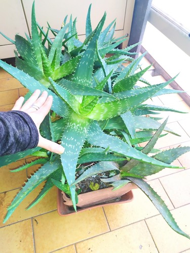 Aloe saponaria caespitosa - ,