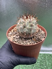 Copiapoa columna alba - alba, 1054