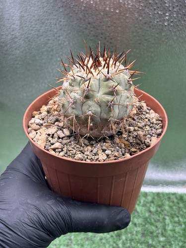 Copiapoa columna alba 1054 - pk,