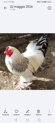 10uova feconde brahma - feconde, di