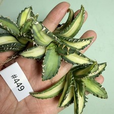 3pcs Sale Rare Cacti Agave