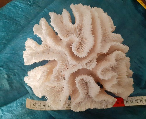 Corallo bianco chiamato - corallo,