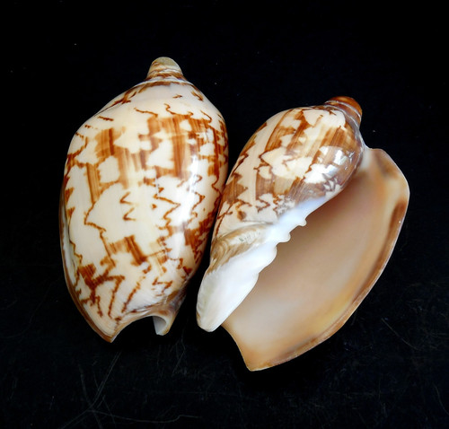 Noble volute seashell shells - noble,