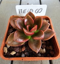 Echeveria Melaco