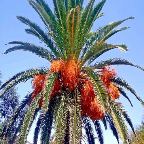 Canary island date - date, tree