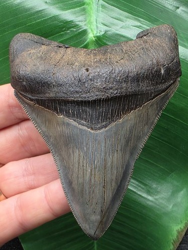 Dente mandibola inferiore blu
